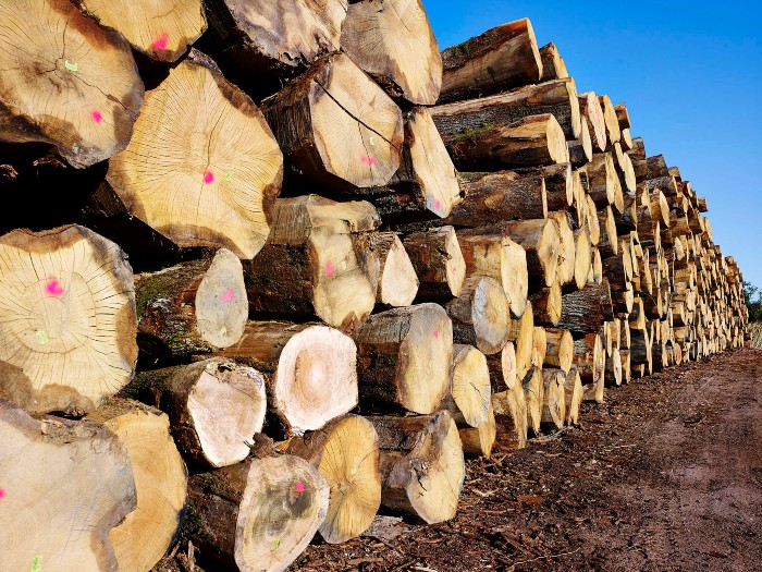 Ducerf, acteur engagé pour valoriser les bois feuillus dans la construction