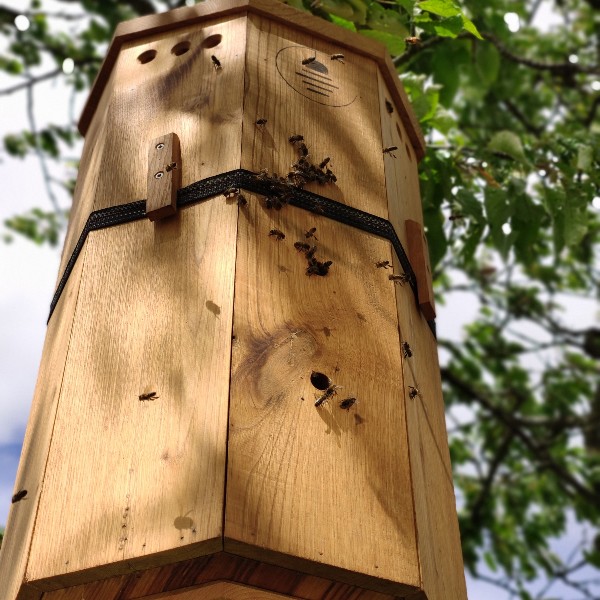 Les ruches Lunaires  en bois chataignier