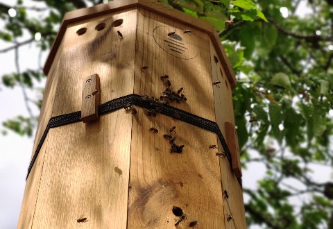 Les ruches Lunaires  en bois chataignier